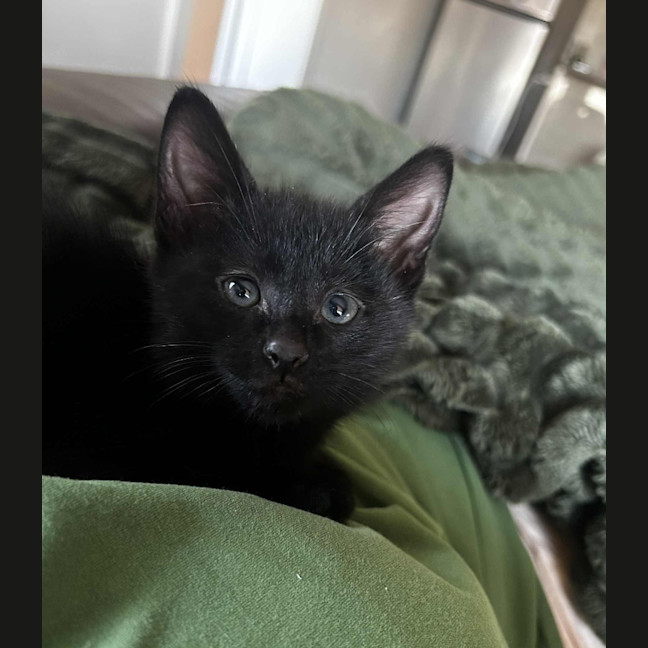 Photo of Riven (Puddin)