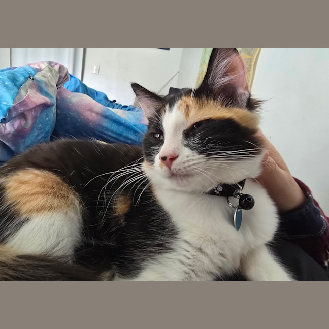 Photo of Mochi