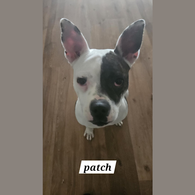 Photo of Patch