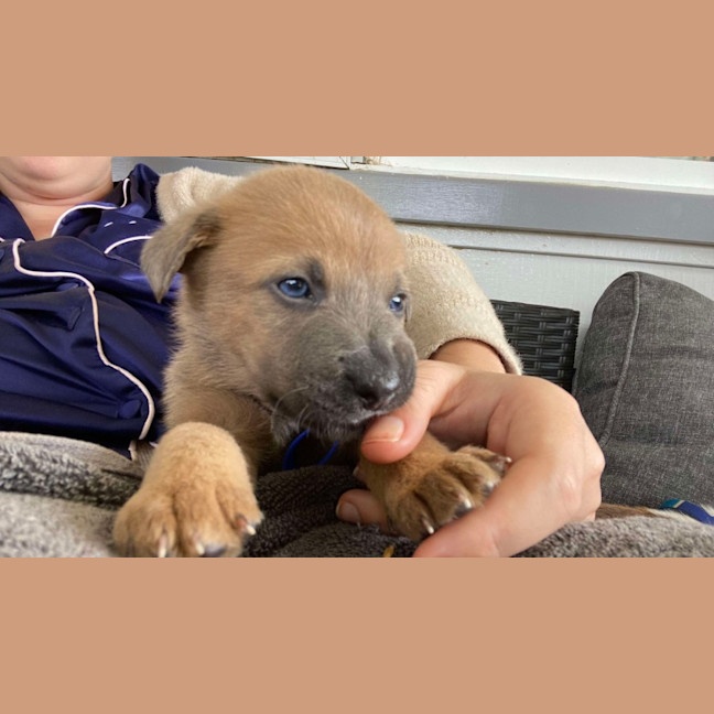 Photo of Chilli   8 Week Old Kelpie X (Trial)
