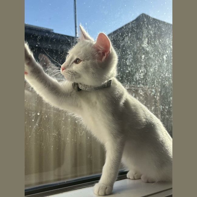 Photo of Lola   In Foster Care In Cranbourne