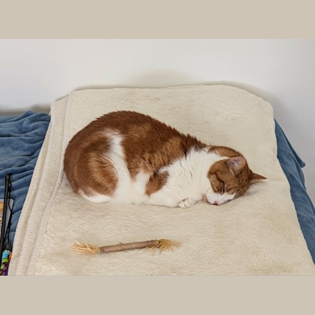 Photo of Gingie   In Foster Care In Brunswick East