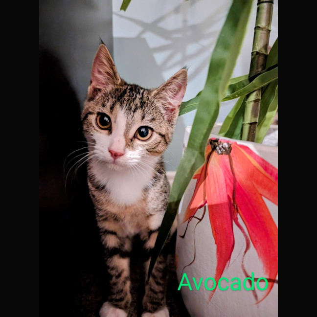 Photo of Avocado Meet Me@Petstock Chelsea Store