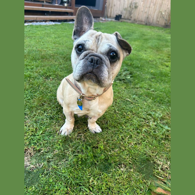 Photo of Cookie