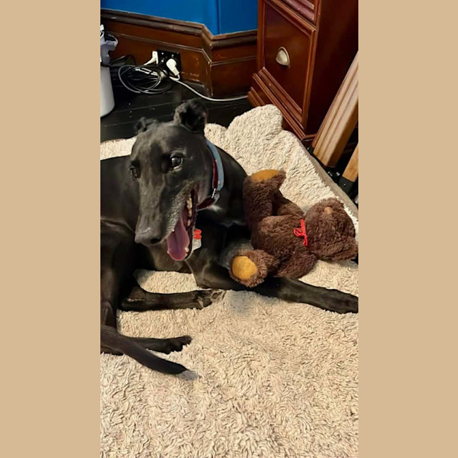 Photo of Meli, The Greyhound