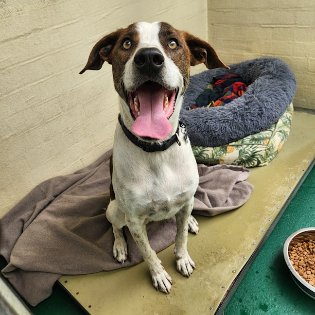Photo of Buddy (61804)