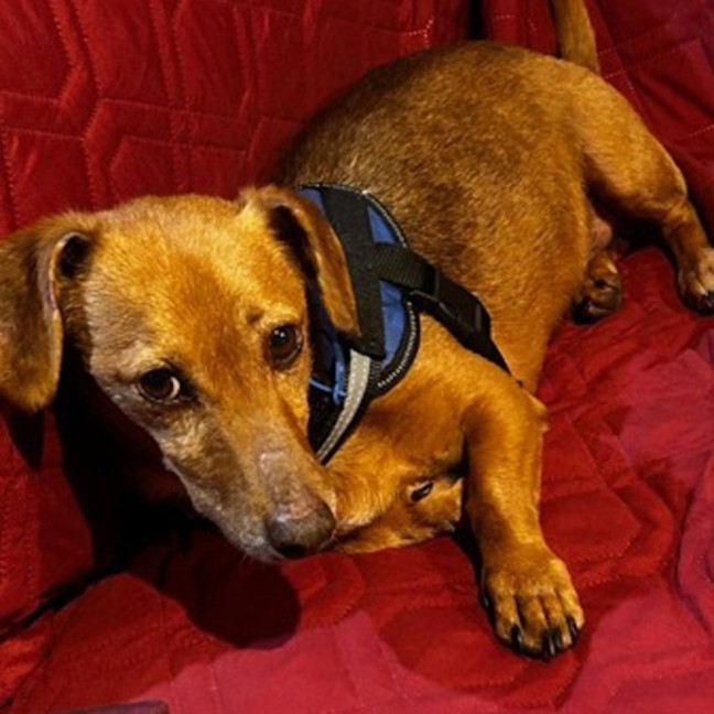 Photo of Solo