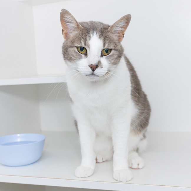 Photo of Prim