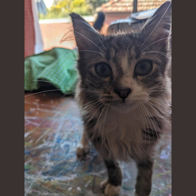 Photo of Teddy   In Foster Care In Thornbury
