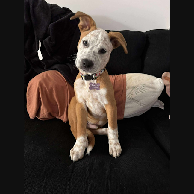 Photo of Buddy