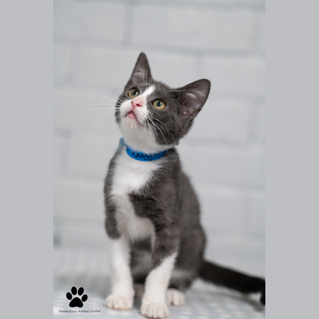 Photo of Nugget