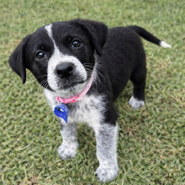 Photo of Bluey   7 Week Old Cattle Dog X Kelpie