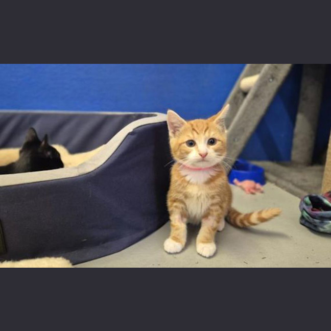 Photo of Oliver