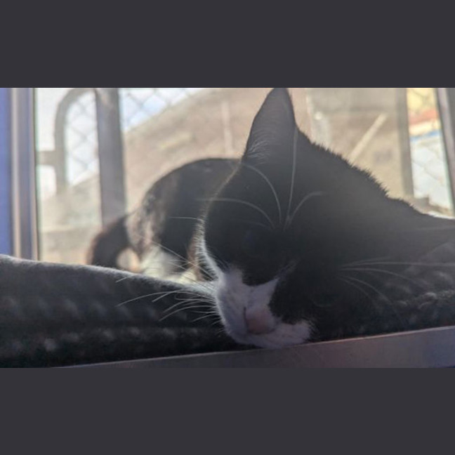 Photo of Sesame