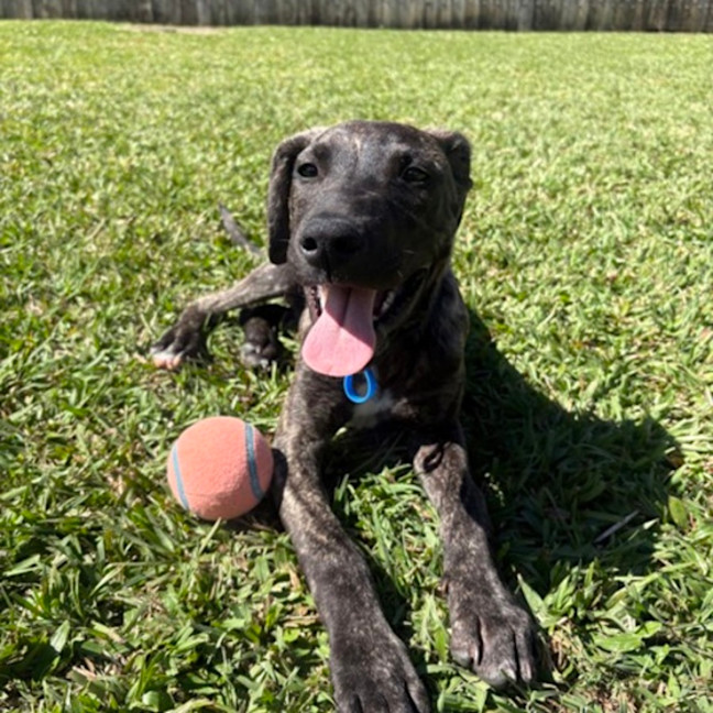 Photo of Thor