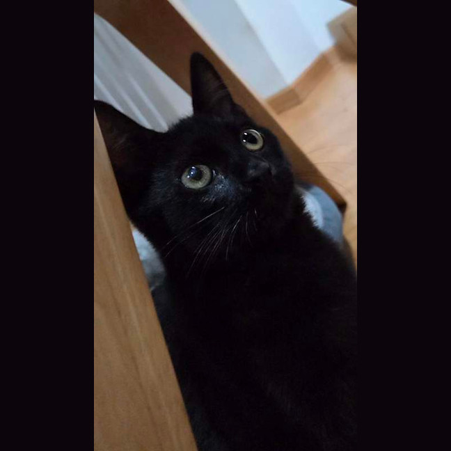 Photo of Ozzy