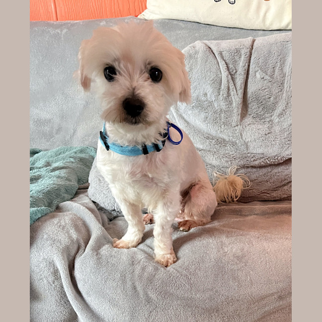 Photo of Angel 😇9yo, Maltese X Shih Tzu (On Trial 4/11/24)
