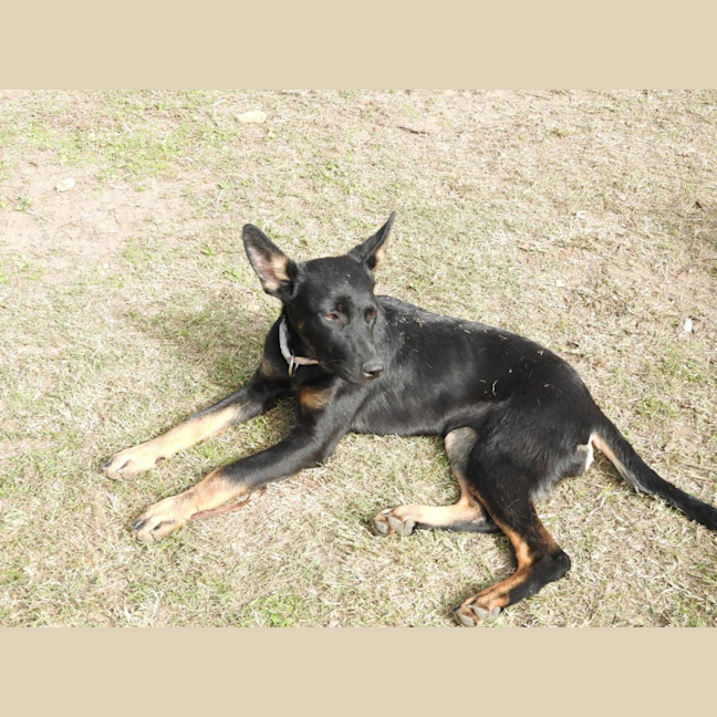 Photo of Xena The Puppy