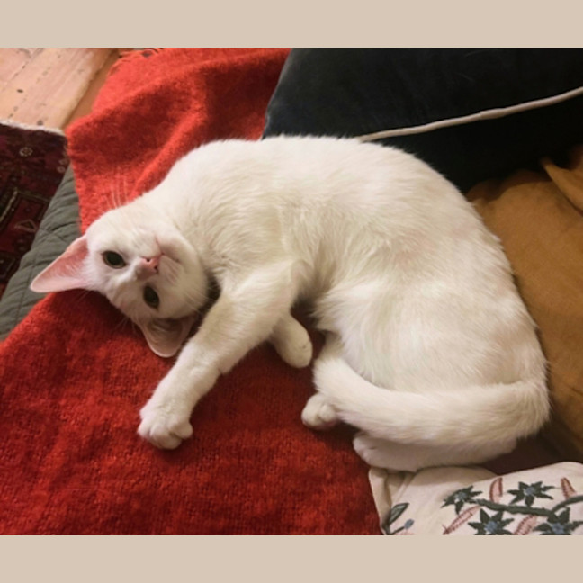 Photo of Princess