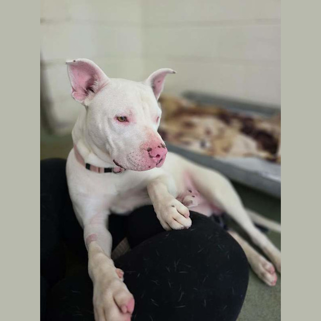 Photo of Casper
