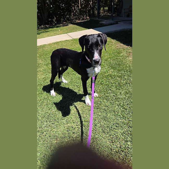 Photo of Daffodil
