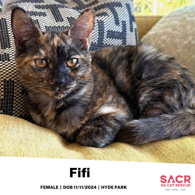 Photo of Fifi