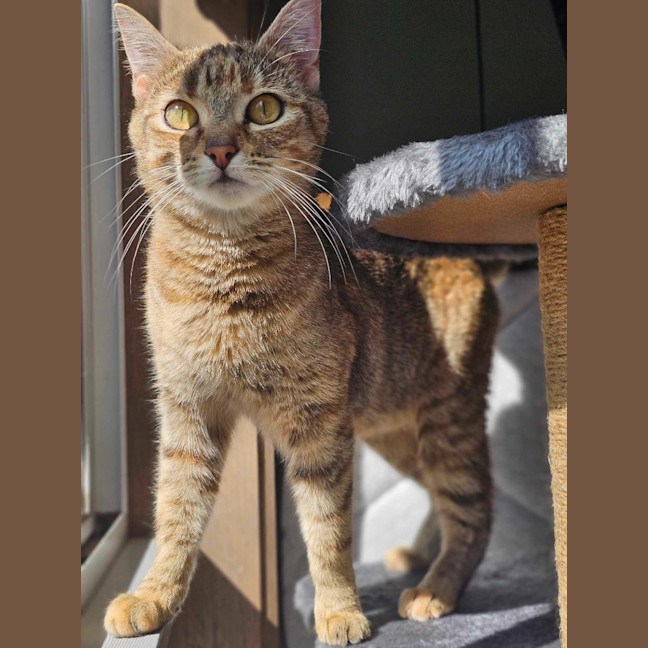 Photo of Willow