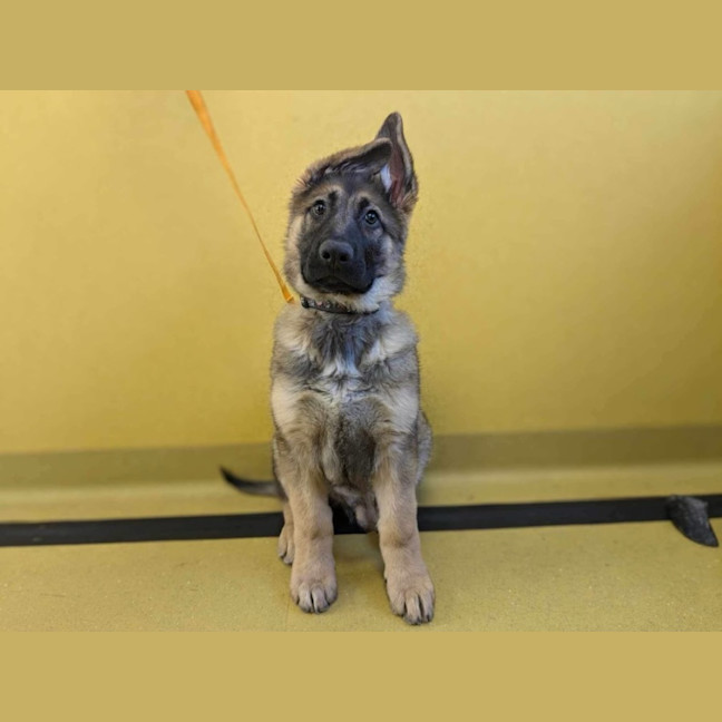 Photo of Teddy Imp 1663