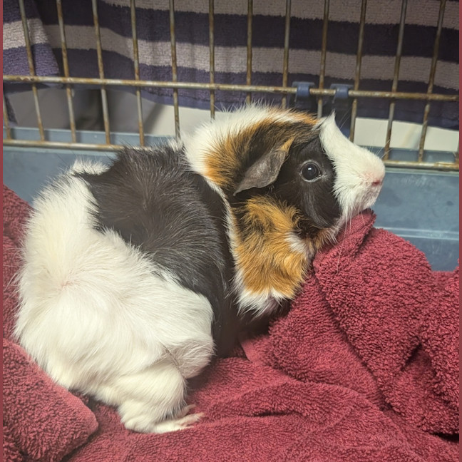 Photo of Wheatie