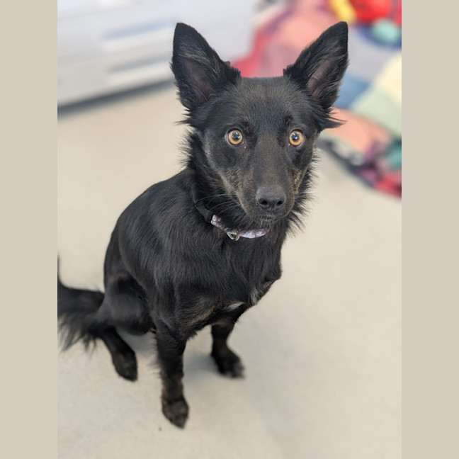 Photo of 🦊 Nova 6312 🦊