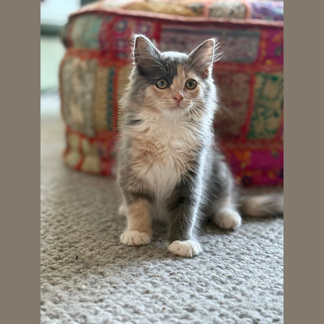 Photo of Trash Goblin Meetme@Petstock Mornington Nepean Hwy