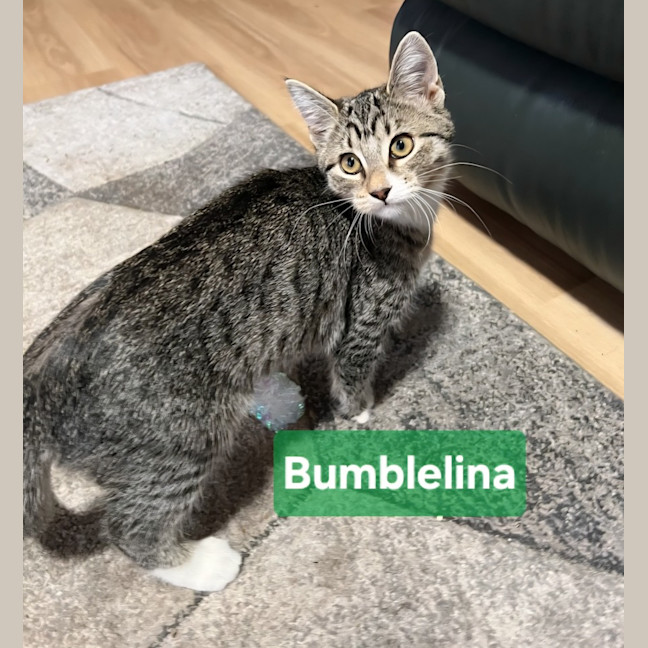 Photo of Bumbelina