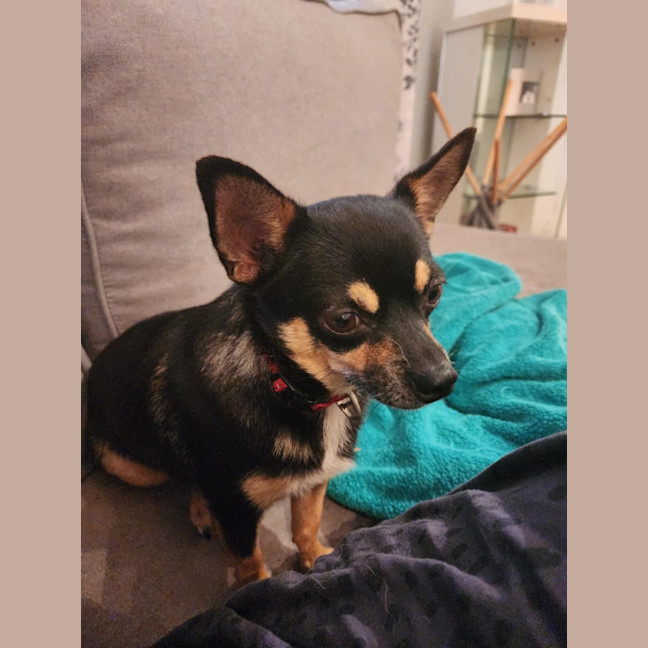 Photo of Meeka And Nugget