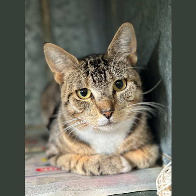 Photo of Fig