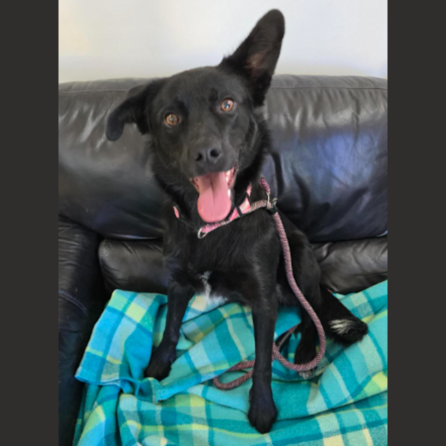 Photo of Seeker