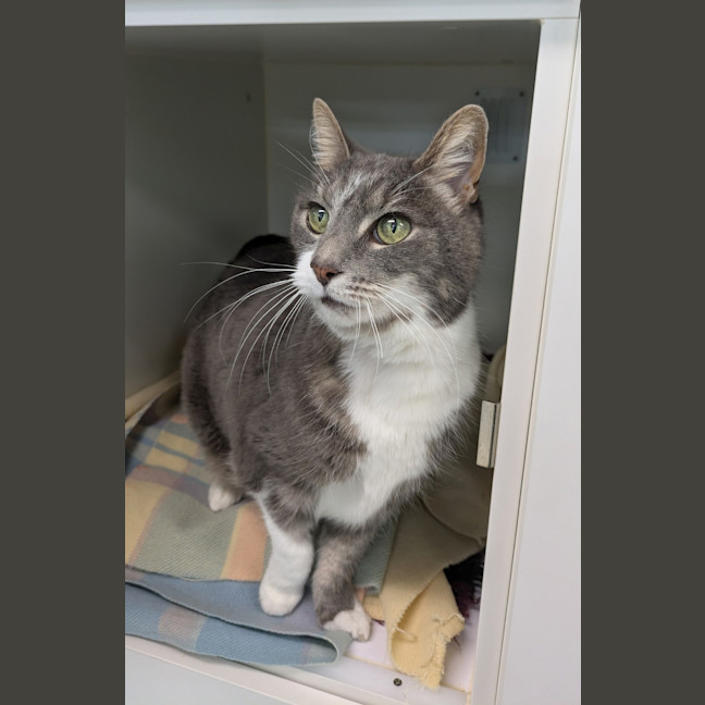 Photo of Smokey