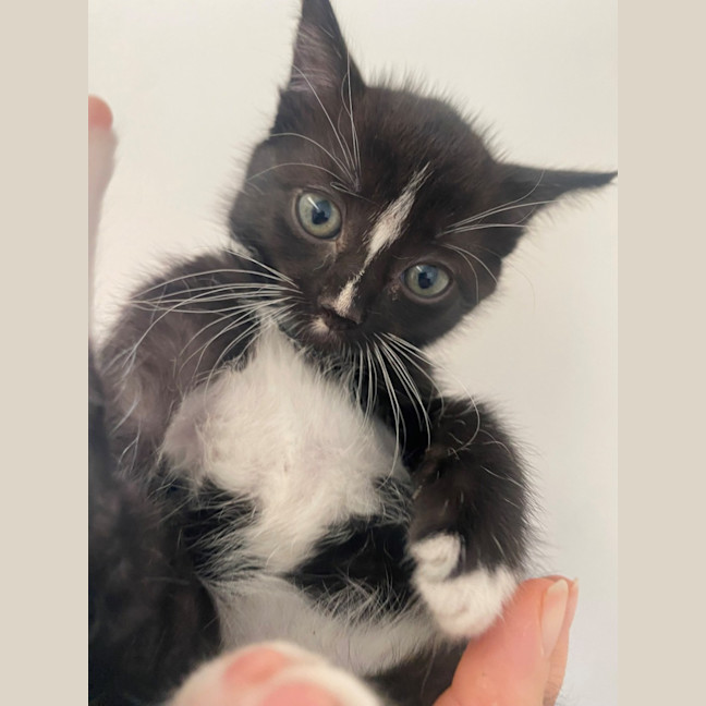 Photo of C1400 Audrey