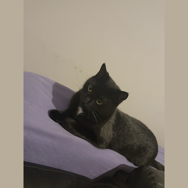 Photo of Inky* 9 Lives Project Rescue*