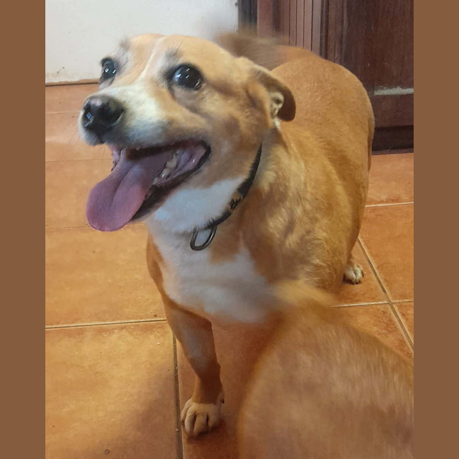 Photo of Dusty 