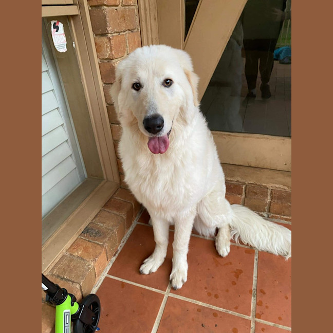 Photo of Lollie