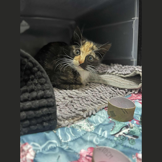 Photo of Clementine 🍊