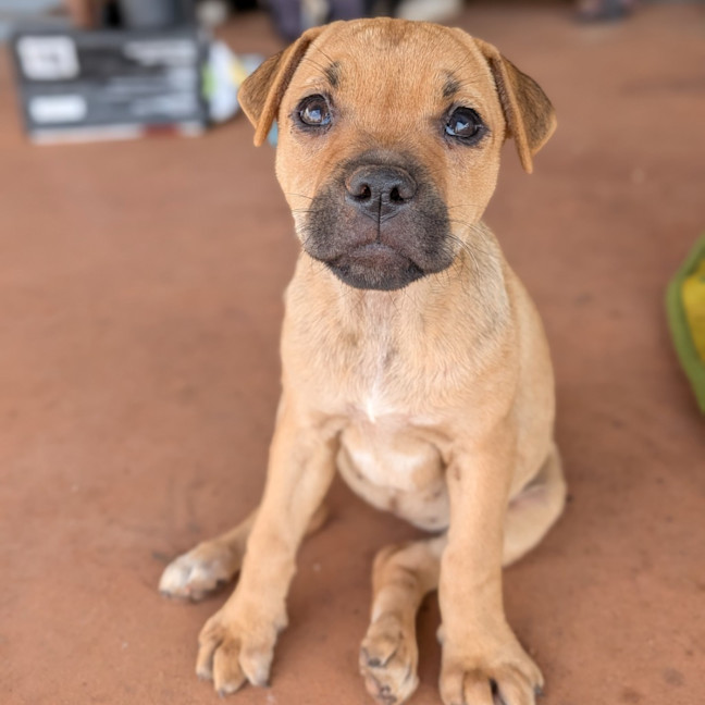 Photo of Dot