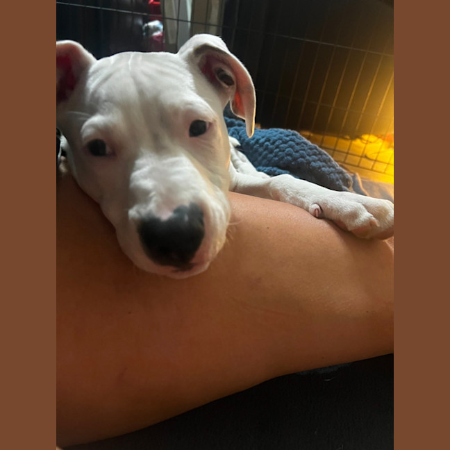 Photo of Boof   4 Month Old Staffy X (Trial)