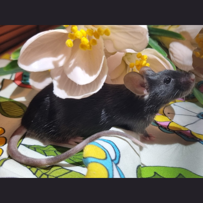 Photo of Tulip