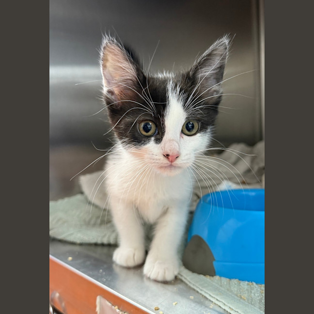 Photo of Nova