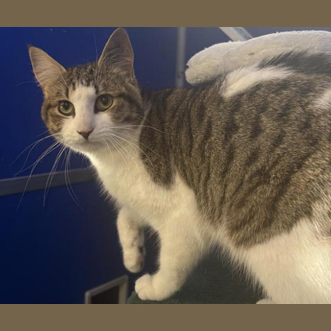 Photo of Biscuit
