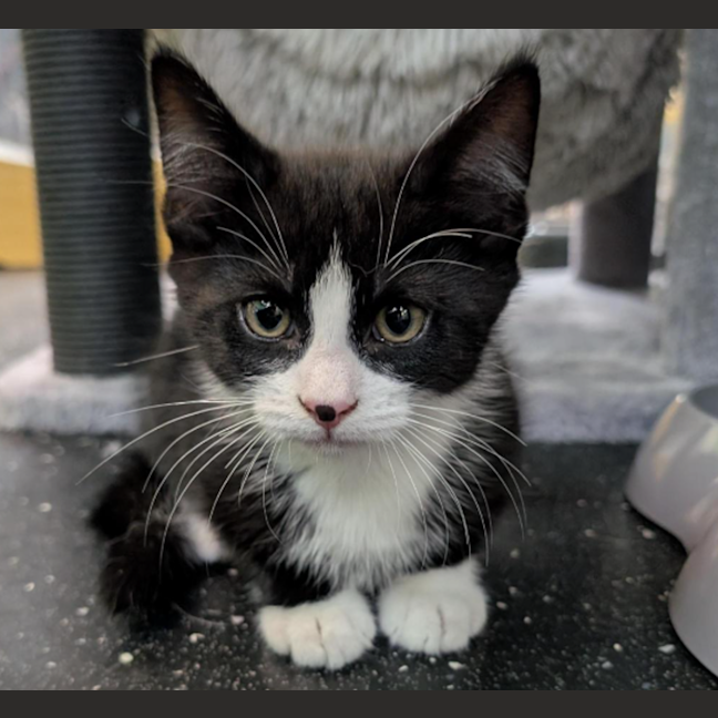 Photo of Pyotr Tchaikovsky