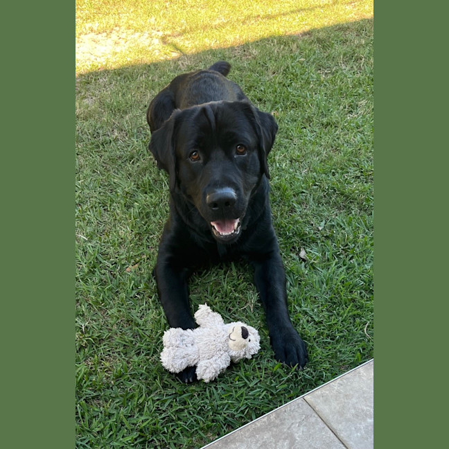 Photo of D1280 Buster 