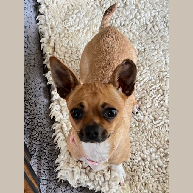 Photo of Poppy