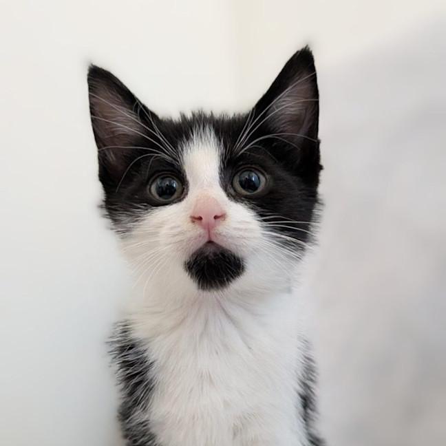 Photo of Cappuccino